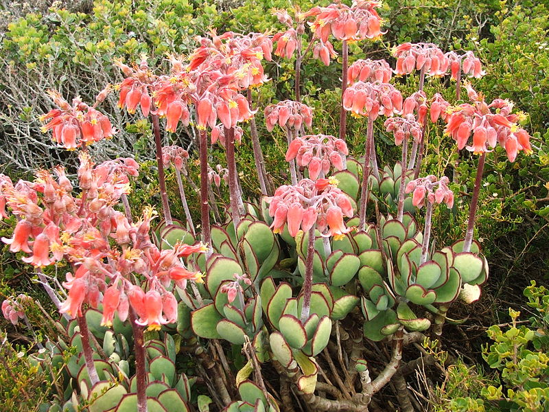 Vinger plakkie (Cotyledon orbiculata var dactylopsis)